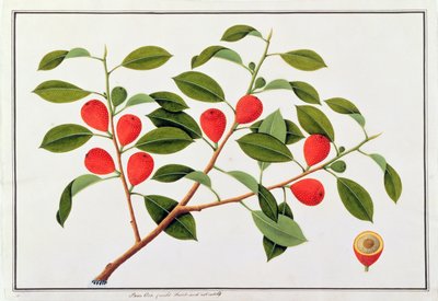 Booa Ara, inedible wild fruit, from Drawings of Plants from Malacca, c.1805-18 by Chinese School